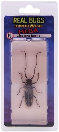 DeAgostini Real Bugs Longhorn Beetle Bug