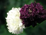 413tyBt 3kL. SL160  200 Poppy Flower Seeds: Irish Cream Peony Poppies Reviews