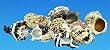 ASSORTED HERMIT CRAB SHELLS -1 GALLON BAG