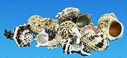 Assorted Hermit Crab Shells -1 Gallon Bag