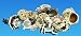 Assorted Hermit Crab Shells -1 Gallon Bag