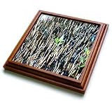 Florene Plant - Baby Mangroves - Trivets