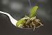 Risotto Al Pesto Genovese - Primi Piatti Della Liguria - 36