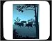 Mouse Pad with herd, boar