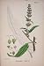 Dock Colour Green Plant Flower Old Print 1878
