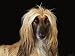 Afghan Hound Dog Photographic Poster Print by Steimer, 16x12