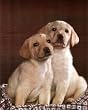 Animal Labrador Golden Puppy Dog CUTE Art Print POSTER - 13x19