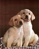Animal Labrador Golden Puppy Dog CUTE Art Print POSTER - 13x19
