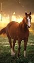Horses 2010-2011 2 Year Pocket Calendar