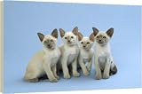 Box Canvas Print of Siamese Cat - kittens sitting in a row from Ardea