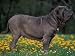 Black Neopolitan Mastiff Standing in Show Stack / Pose in Field Animals Photographic Poster Print by Adriano Bacchella, 16x12