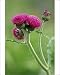 Photographic Prints of Ornamental thistle - An erect herbaceous perennial flowering mid summer from Ardea Wildlife Pets