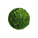 Preserved Boxwood Ball 16"