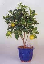 Bonsai Boy's Orange Citrus Bonsai Tree<br><i>("Calamondin" Orange)</i>