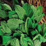 Thompson & Morgan Herb ‘Mint’ SEEDS