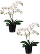 Two 20" Phalaenopsis Orchid Plant X2 in Ceramic Pot Cream