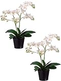 phalaenopsis pots:Two 20