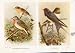 鳥は赤い Breasted の Flycatchers のつばめの印刷物を着色します