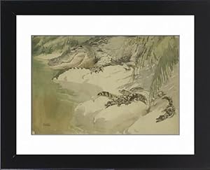 Crocodile and young Framed Prints