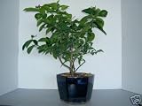 LOUSBONSAINURSERY LEMON/LIME COCKTAIL BONSAI TREE
