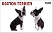 boston terrier - Boston Terrier In Your Face! 2008 Wallet Calendar