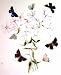 Laefa and Acadica by Mary Calkins. Size 10.42 inches width by 16.00 inches height. High Quality Art Poster Print