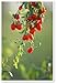 100 HIMALAYAN TIBETAN GOJI BERRY WOLFBERRY FRUIT Bush Lycium Barbabarum Seeds