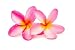 Frangipani Flowers - 24