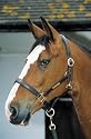 Leather Headcollar-Brown- Extra Large