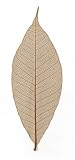 Skeleton Leaves- Pack of 10 Sepia Rubber Tree Leaves