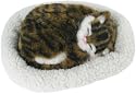 Pet Dreamz Kitten (Assorted Colours)
