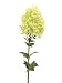 Pack of 6 Lime Green Jumbo Hydrangea Artificial Flower Stems 40
