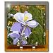 Blue Columbine (Colorado State Flower) - 6x6 Desk Clock