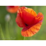 Blumen-Wandbild: Ein Sommerm�rchen mit Mohn als Kunstdruck / Fotoprint im Format 60cm x 45cmvon "NatureToPrint"