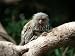 Wallmonkeys Peel and Stick Wall Decals - Pigmy Marmoset - Removable Graphic