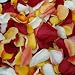 Fresh Rose Petals Sunset