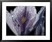 Dew-Ladened Flower Petals National Geographic Collection Framed Art Poster Print by C...