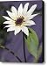 Sunflower Canvas Print / Canvas Art - Artist Tony Cordoza