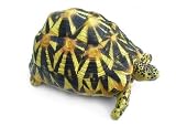 レプレプリカ【Star Tortoise】ホシガメ