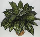 Review Silk Plants Plus  / 24