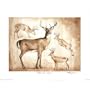 (16x20) Whitetail Deer Studies sketches Art Print Poster