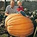 Pumpkin (Giant) Atlantic Giant