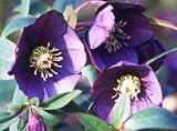 Amazon / Hirt's: Metallic Blue Helleborus 4 Seeds - Shade Perennial