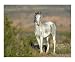 High Desert Morning Animals Photographic Poster Print by David Cramer, 10x8