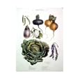 Savoy Cabbage, Turnip Poster Print