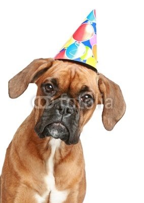 Wallmonkeys Peel and Stick Wall Decals - Boxer Puppy in Party Cone on White Background - 24