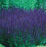8 Meadow Sage Blue Queen Plants - Salvia