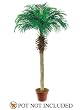 TWO 6' Phoenix Coconut Artificial Tropical Palm Trees, with No Pot,
