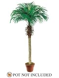 IMAGE OF TWO 6' Phoenix Coconut Artificial Tropical Palm Trees, with No Pot,