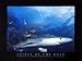 Spirit Of The Deep by Hermann - Fine Art Print / Poster - 19.75 x 15.75